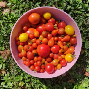 Revolution Produce - Punnet Mixed Cherry Tomatoes